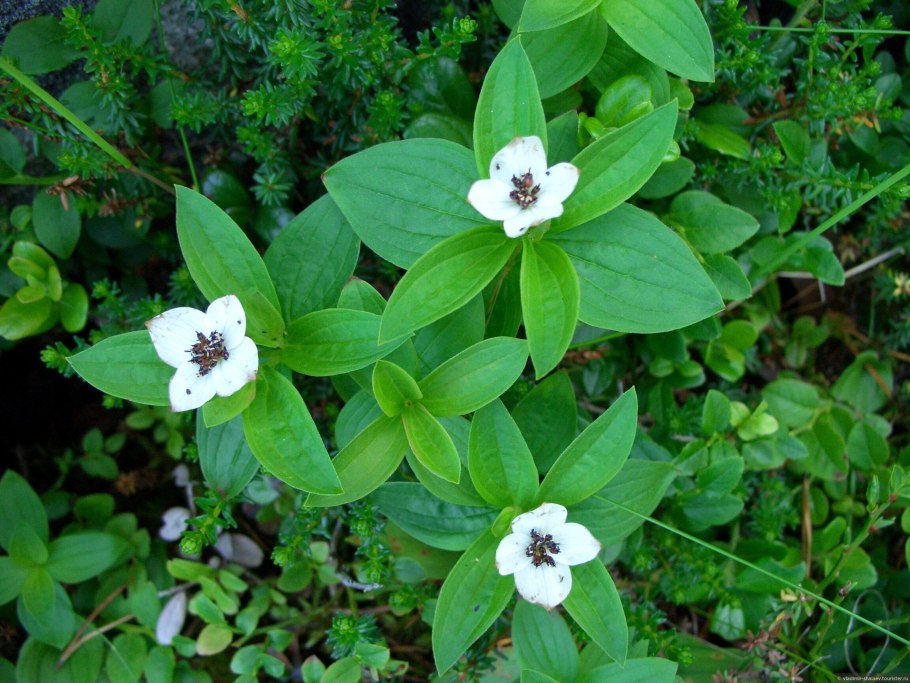 Ядовитый цветок белена