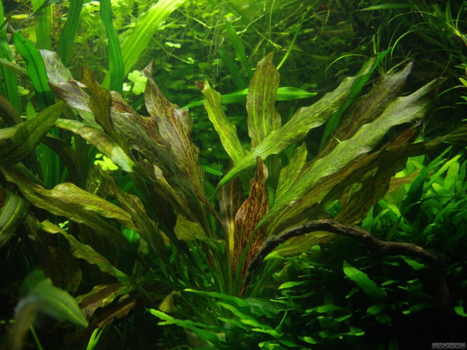 Эхинодорус Гремящий