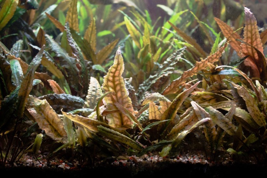 Криптокорина Вендта красная