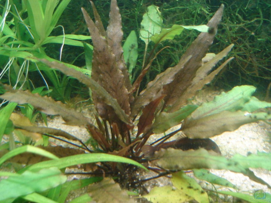 Криптокорина Валкера