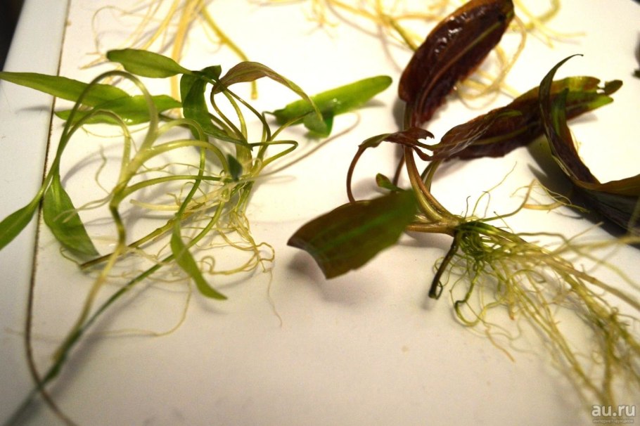 Криптокорина Альбида красная