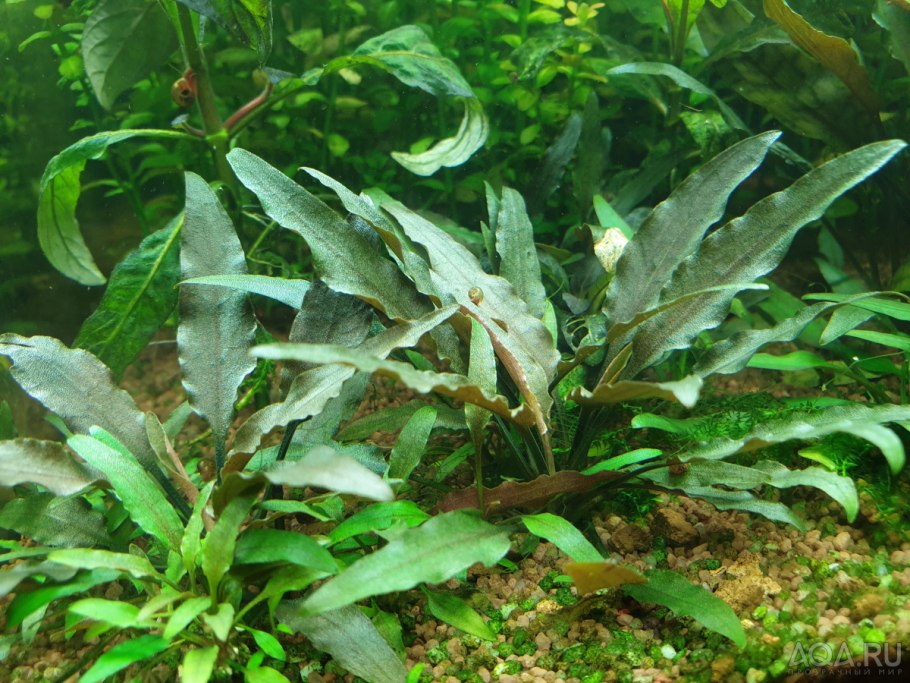 Криптокорина Валкера