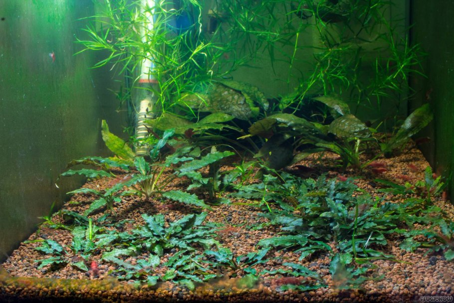 Cryptocoryne wendtii "Tropica"