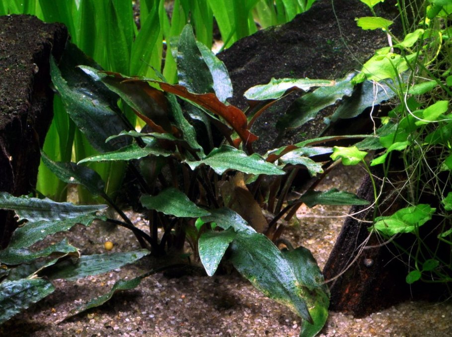 Криптокорина аффинис (Cryptocoryne affinis)
