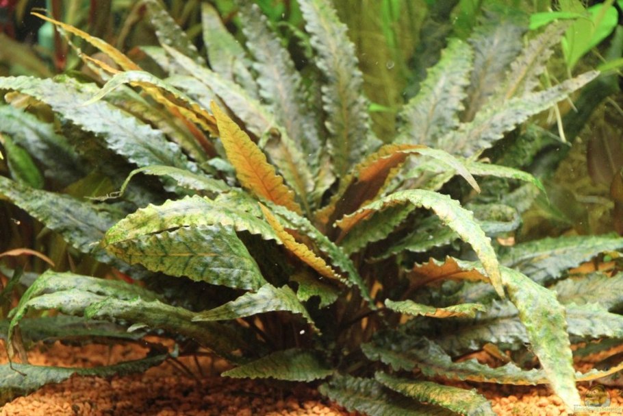 Криптокорина криспатула