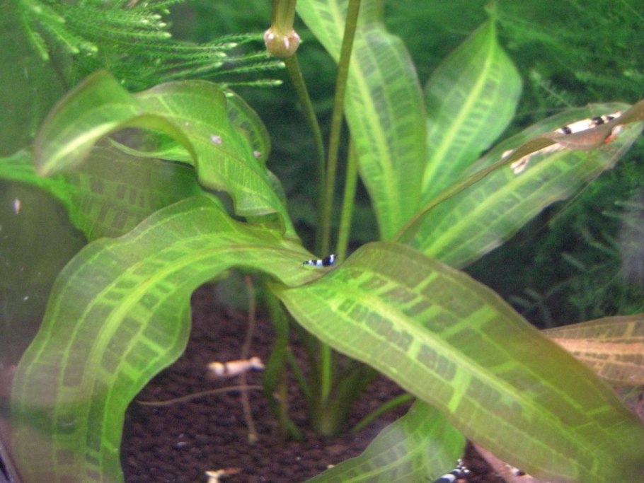 Aponogeton undulatus