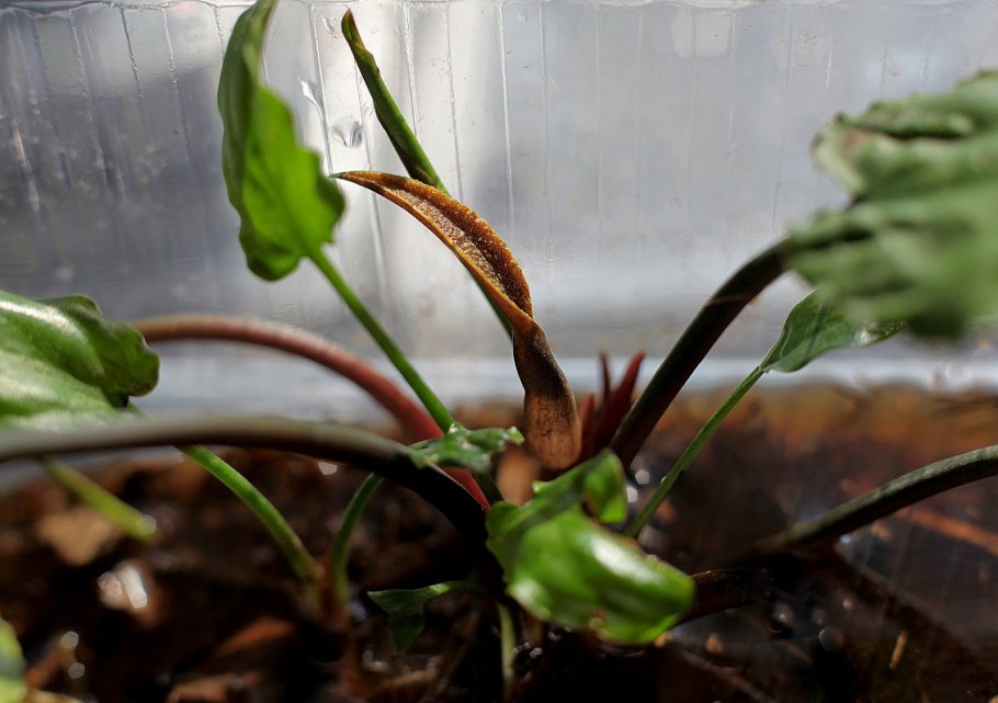 Криптокорина Норитой