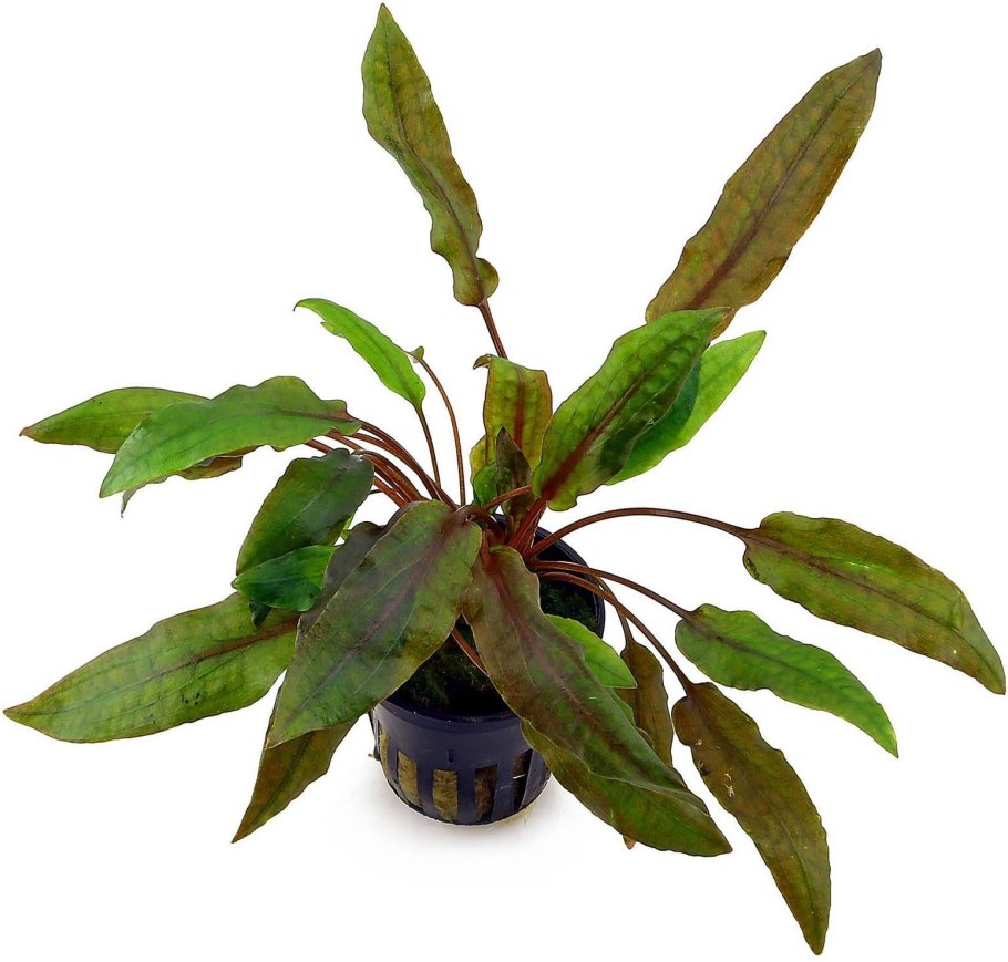 Криптокорина Тропика