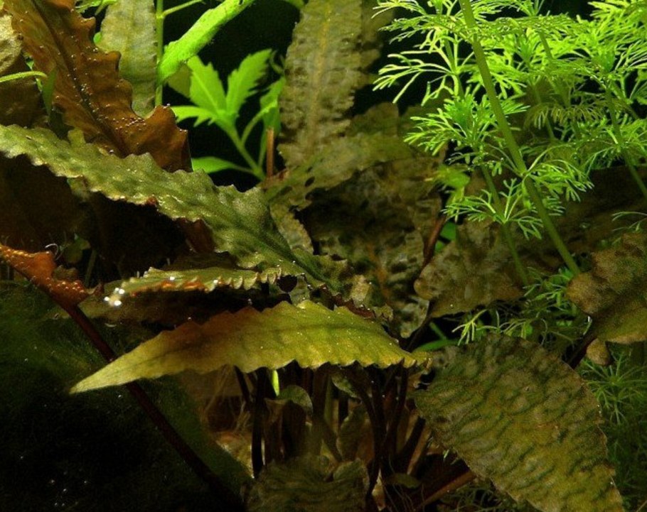 Криптокорина Тропика