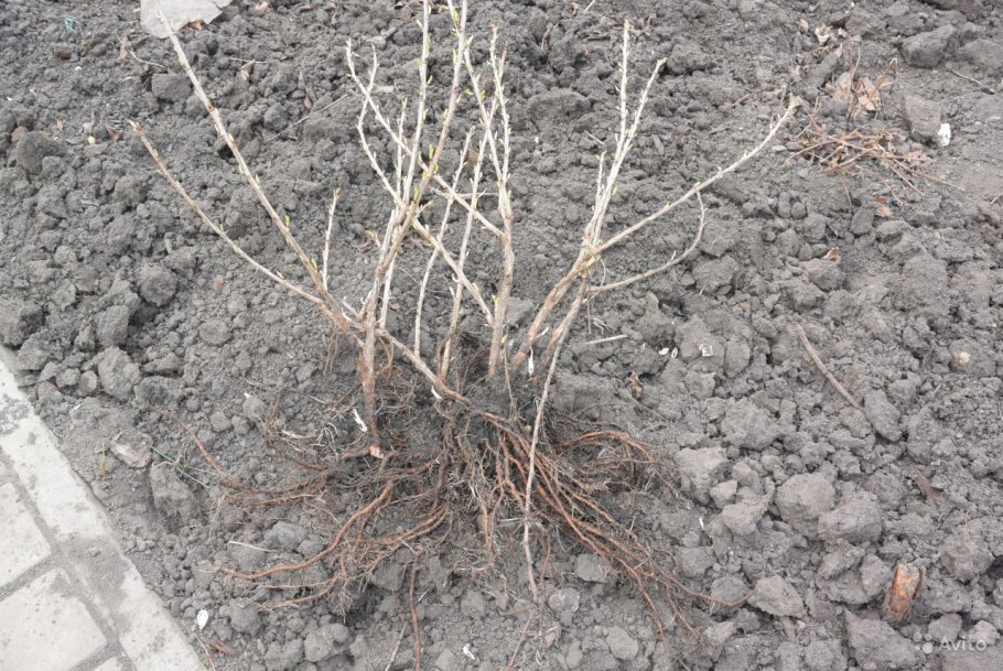 Посадка крыжовника корневая шейка