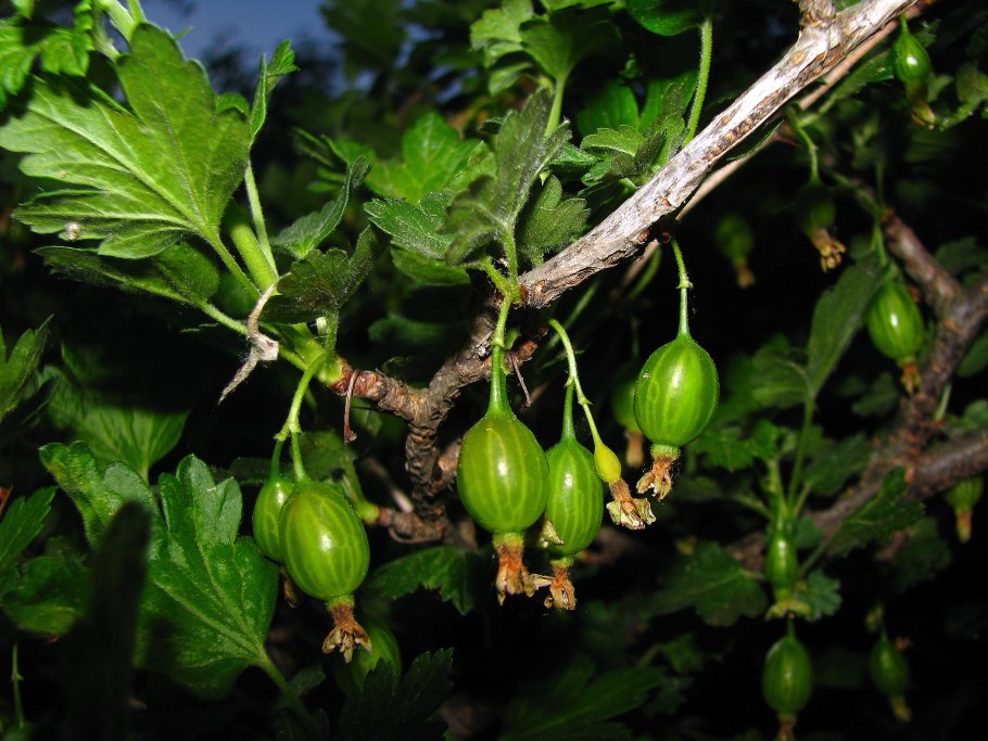 Размножение смородины крыжовника отводками