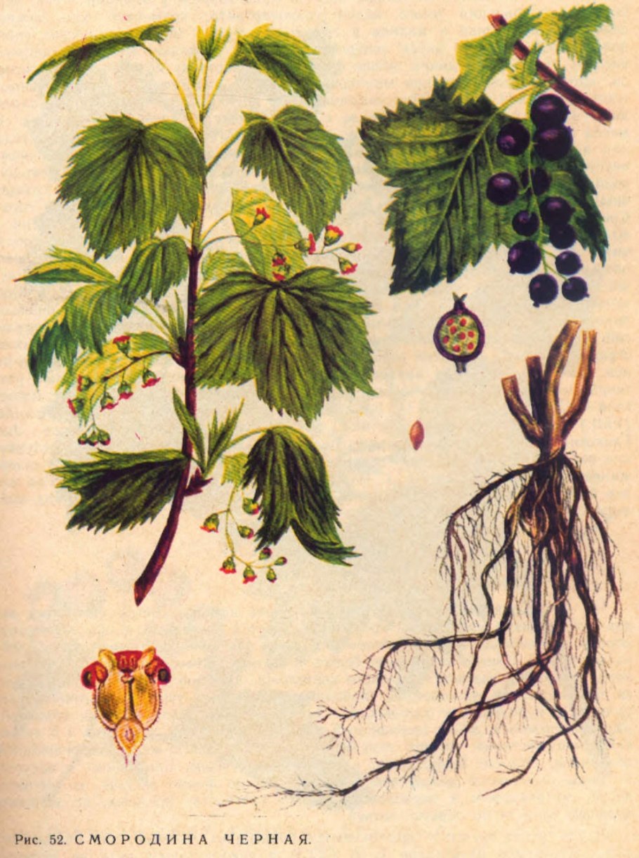 Корень куста