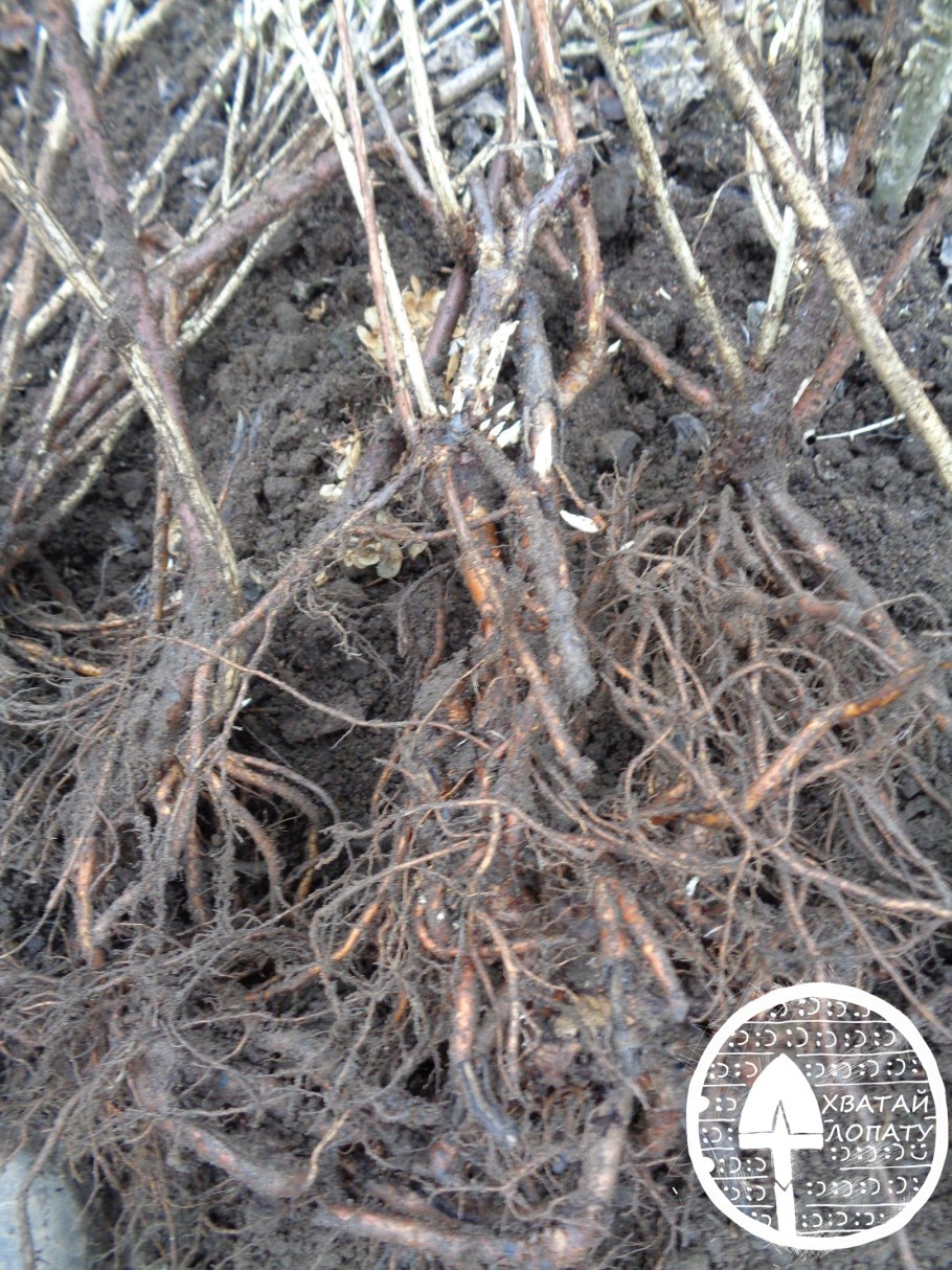 Схема посадка кустов смородины весной