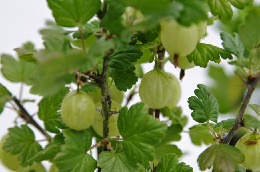 Крыжовник Дальневосточный