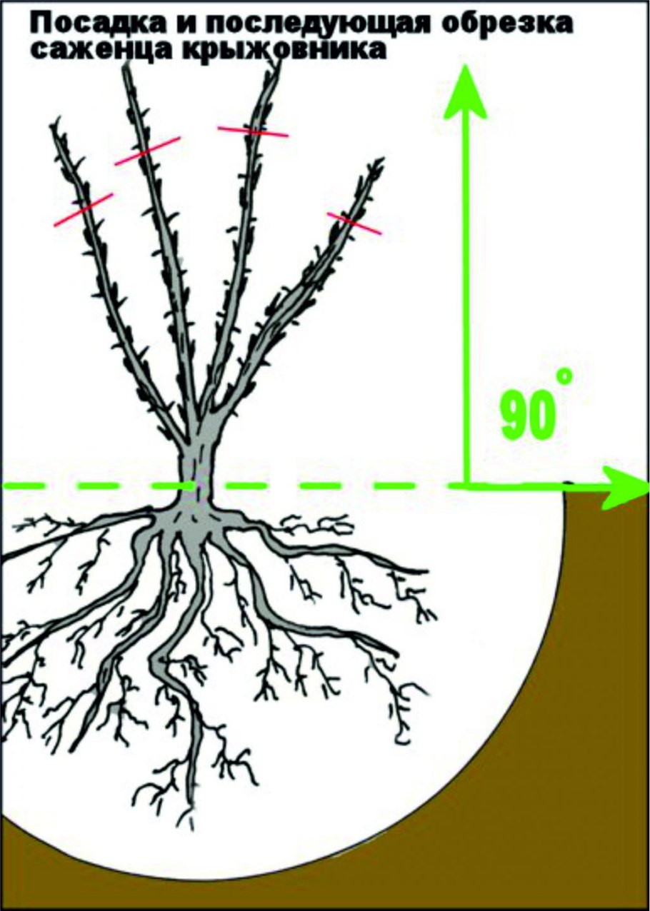Смородина черная Ботанический рисунок