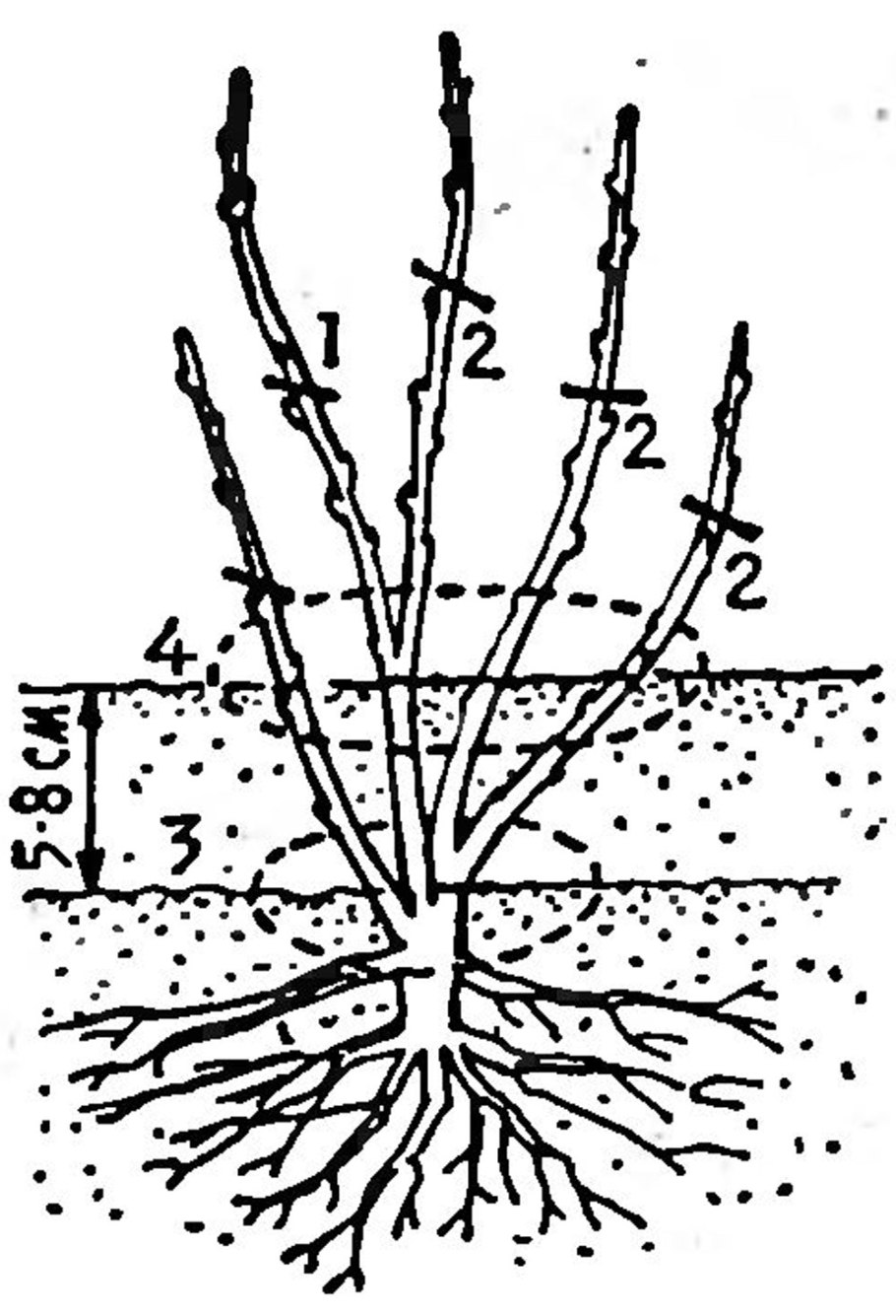 Жимолость корневая поросль