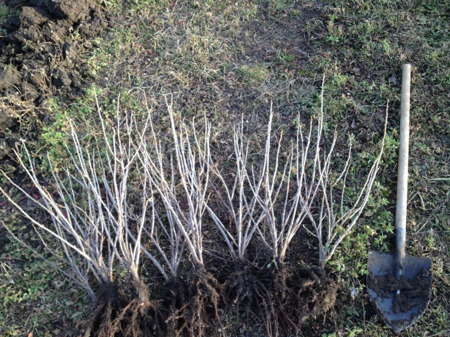 Размножение смородины черенками весной