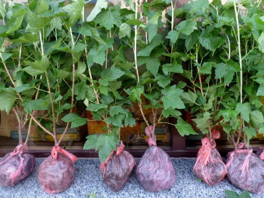 Корневач система крыжовник