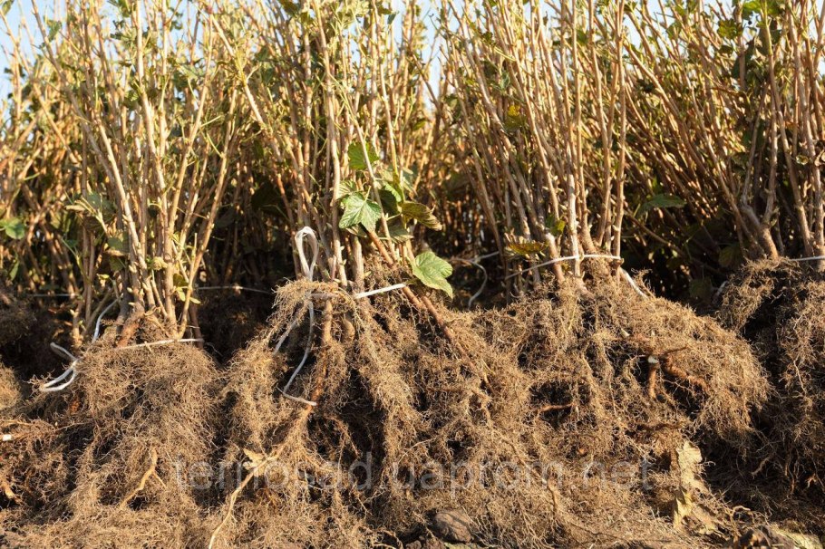 Размножение фундука отводками