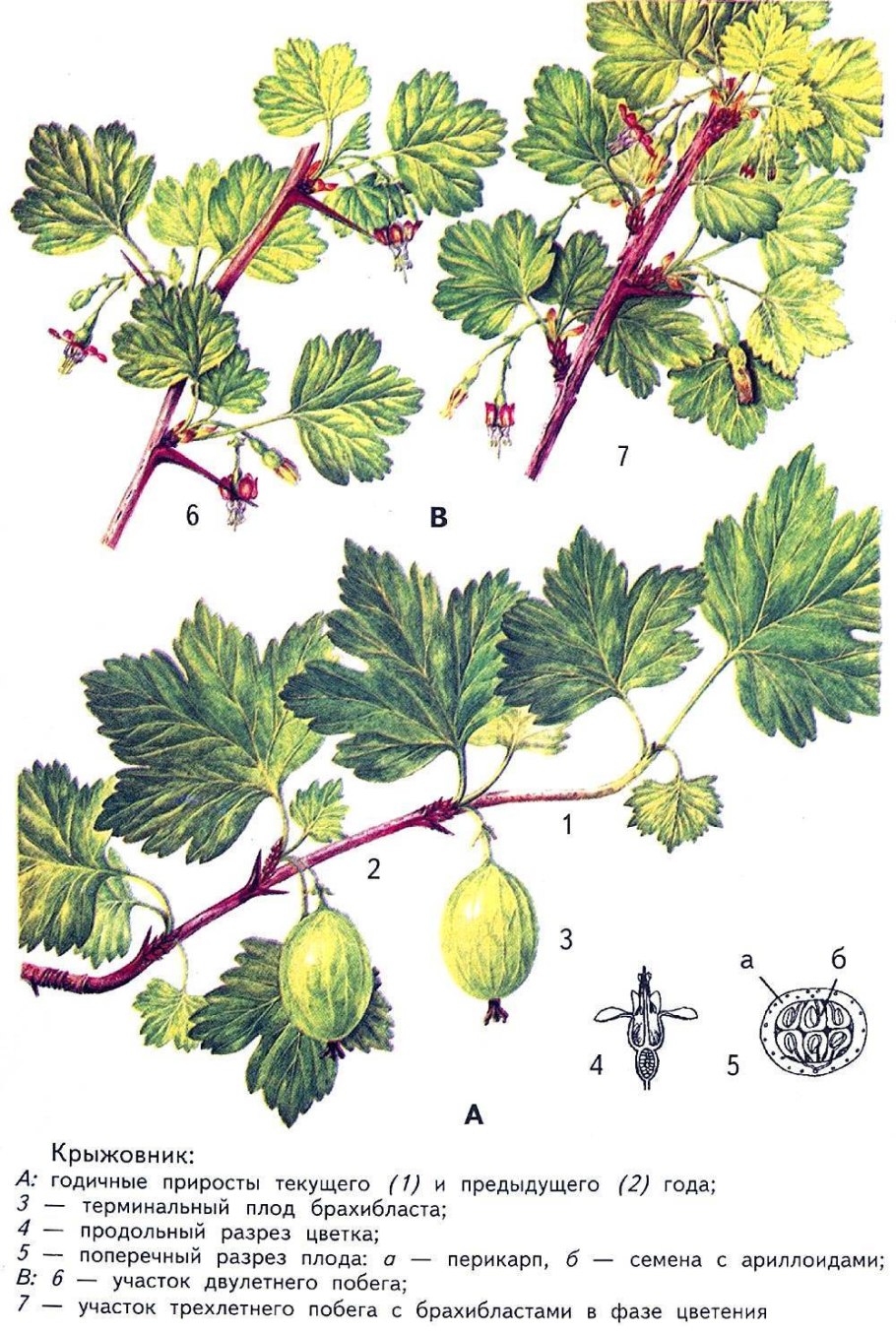 Крыжовник красноплодный