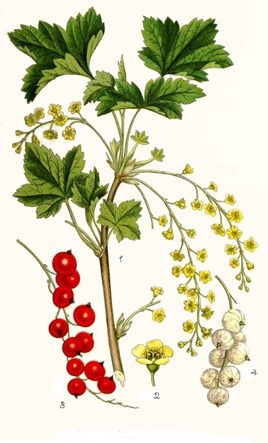 FRZ.Temp холодильник