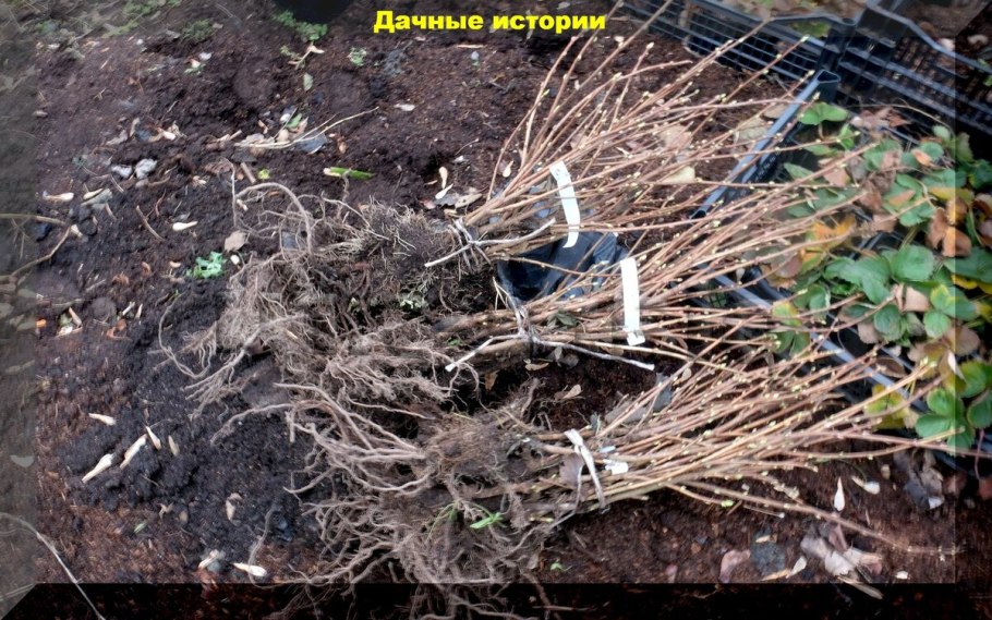 Схема обрезки крыжовника осенью