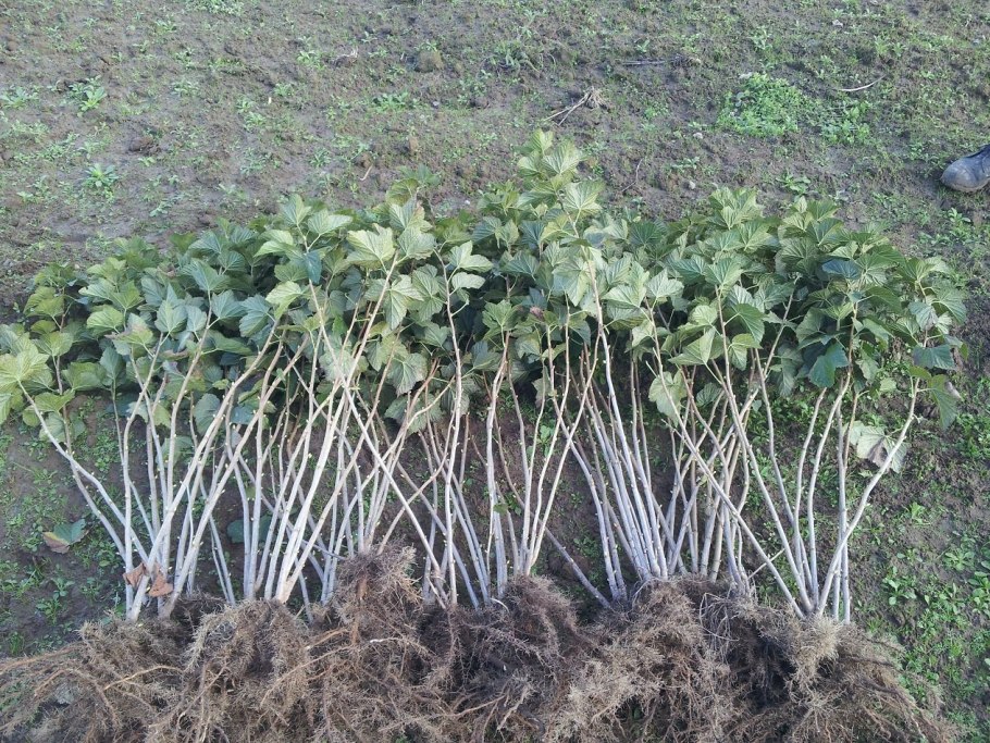 Посадка смородины