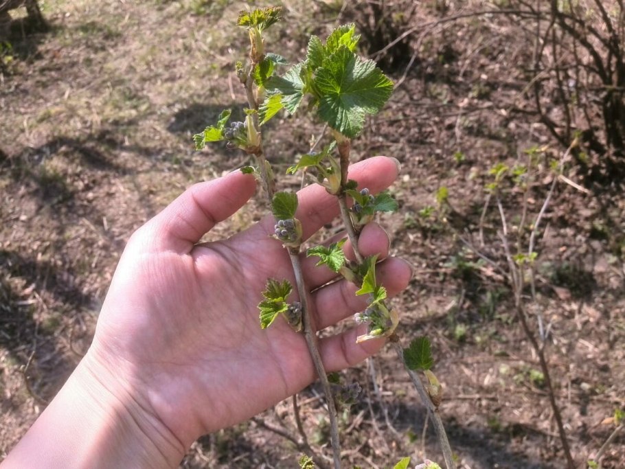 Смородина жимолость кусты