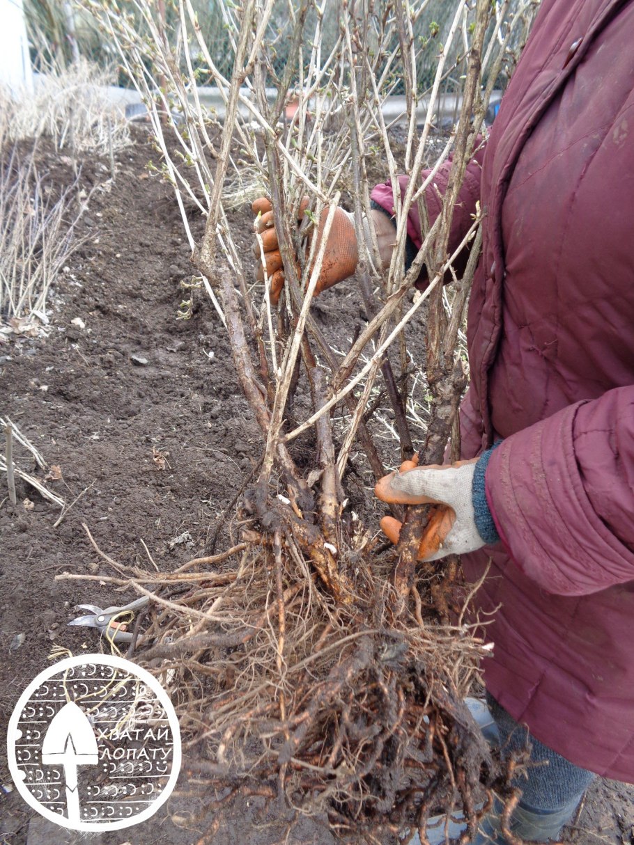 Саженцы смородины жимолости