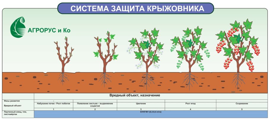 Саженцы рассада крыжовник