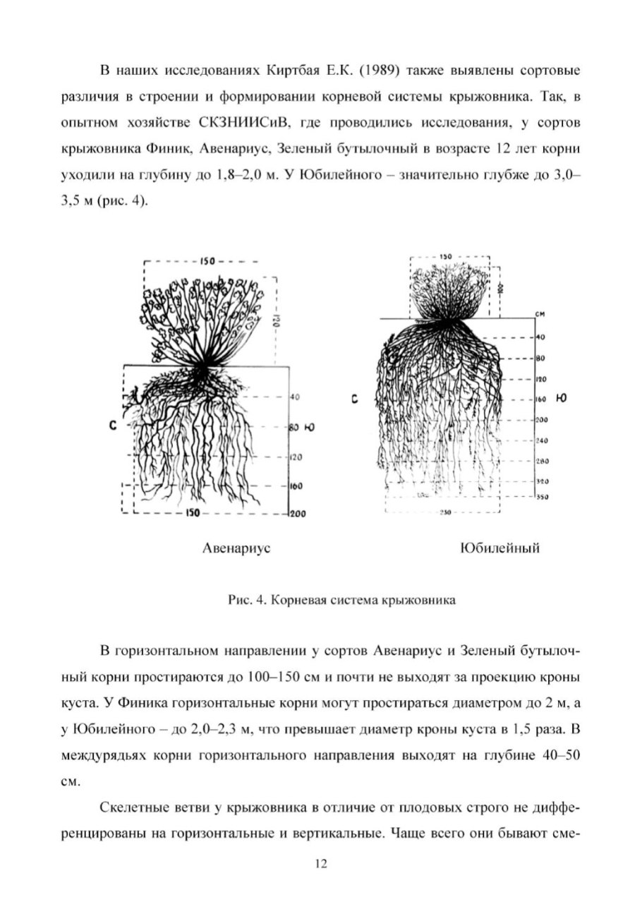 Тип корневой системы у крыжовника