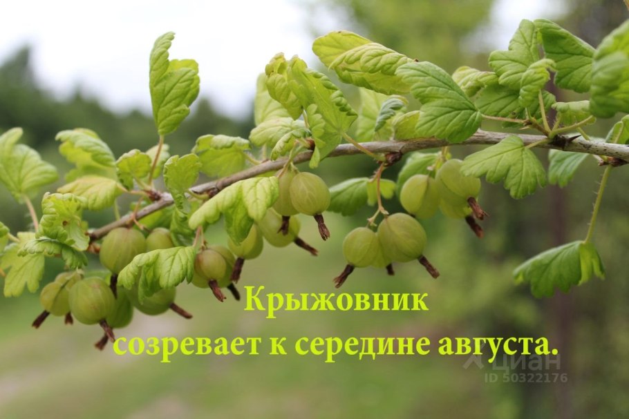 Выдиратели корневищ крыжовника