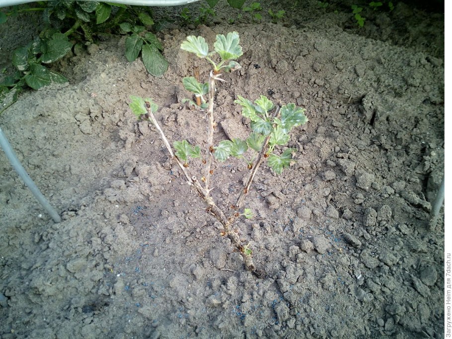 Куст смородины саженец