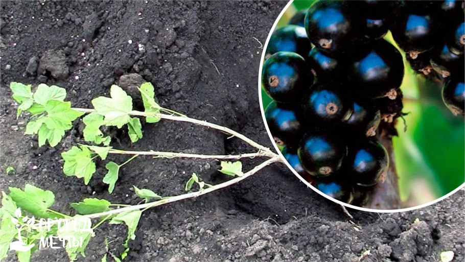 Черенкование ежевики