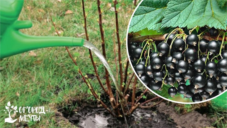 Схема обрезки жимолости осенью