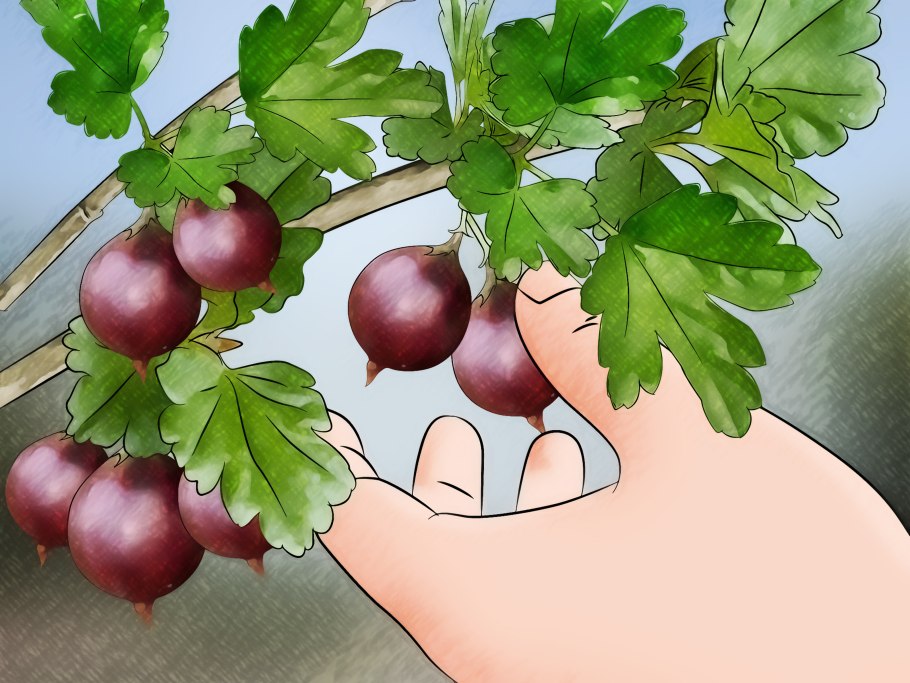 Крыжовник Машенька