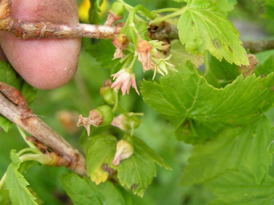 Ремонтантная малина корневые отпрыски