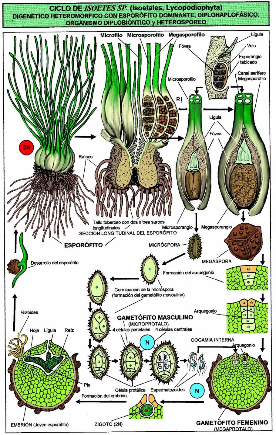 Цикл развития Claviceps purpurea