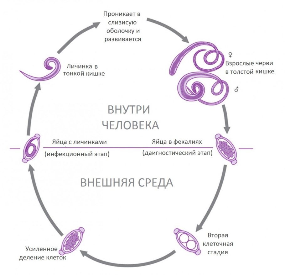 Жизненный цикл голосеменных ЕГЭ