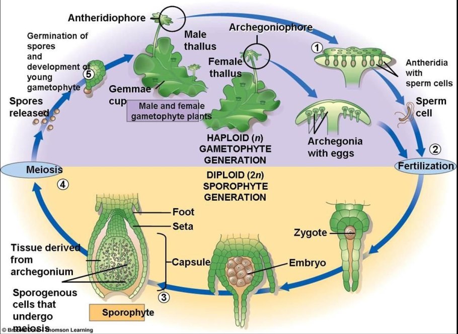 Pseudoperonospora Cubensis жизненный цикл