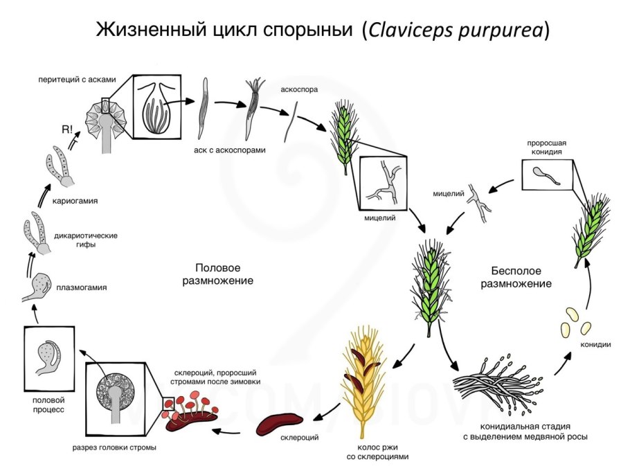 Цикл развития эхинококка