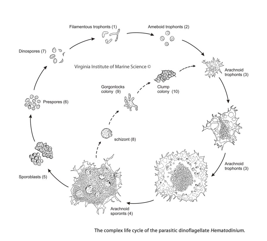 Schistosoma mansoni жизненный цикл