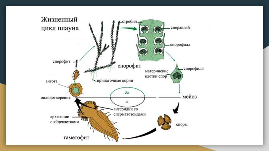 Жизненный цикл иксодовых клещей схема