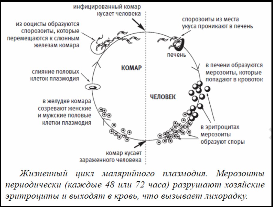 Схема развития o l p i характерна для