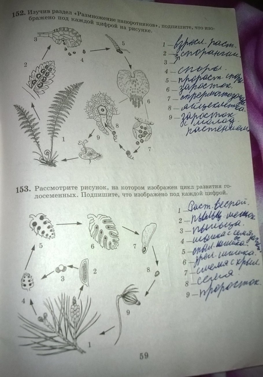 Цикл мха сфагнума