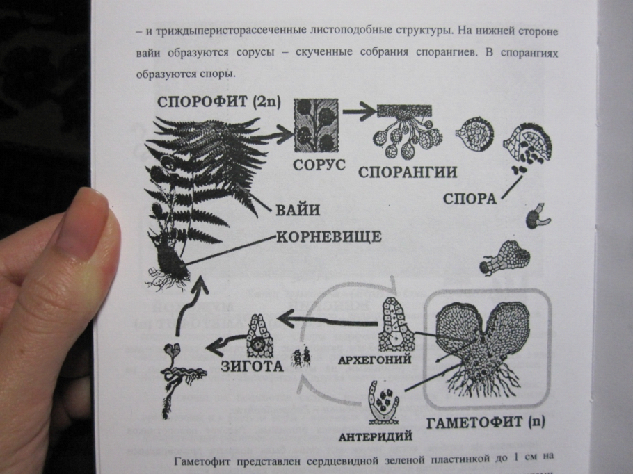 Спорофит щитовника мужского