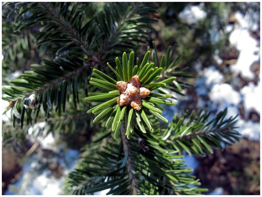 Пихта белая Abies Alba