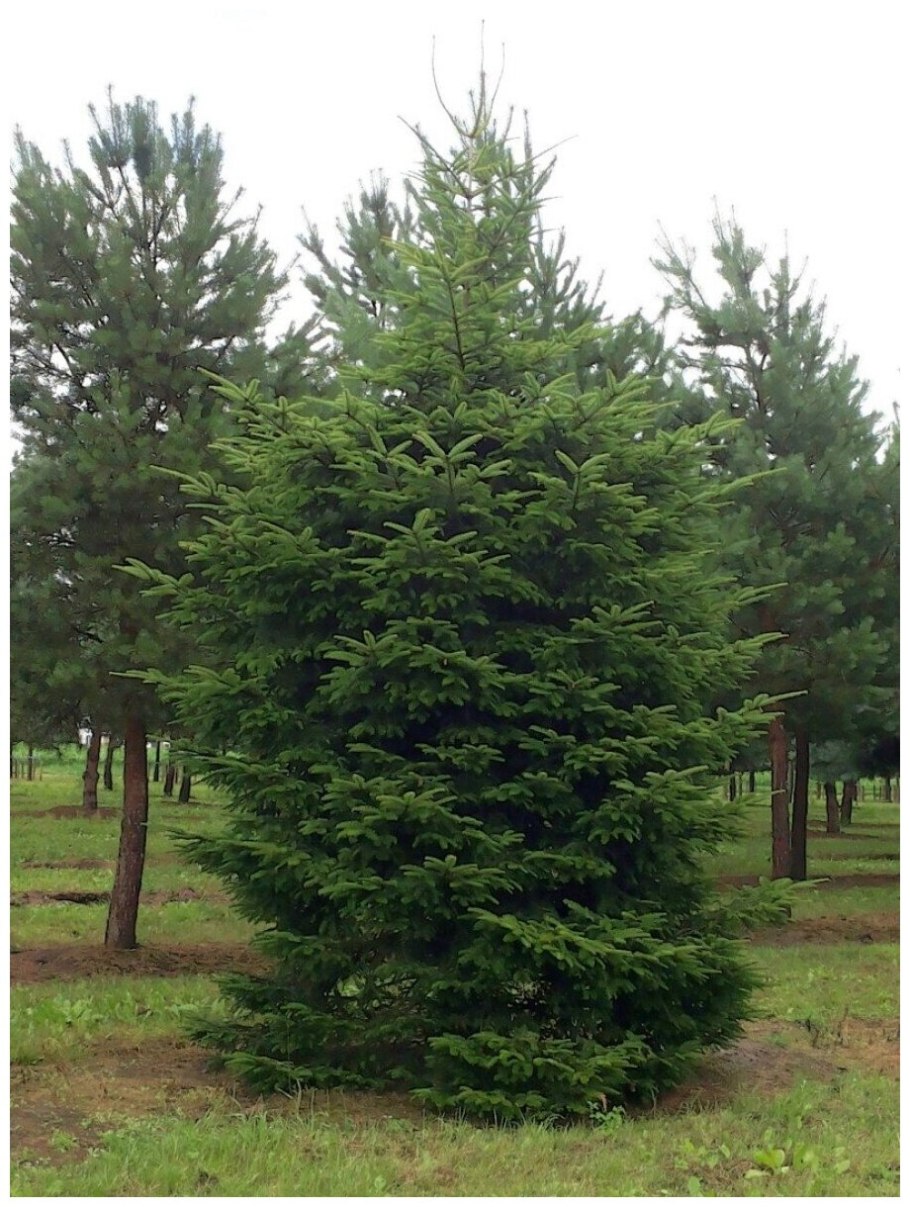 Абиес Амабилис