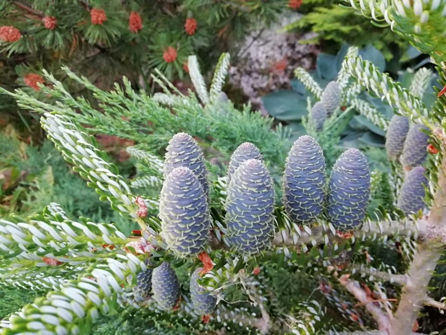 Пихта Сахалинская Abies sachalinensis