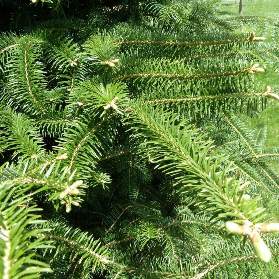 Пихта Кавказская